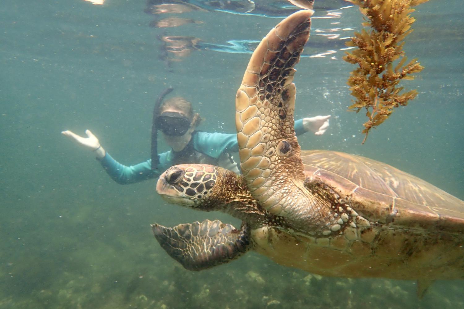 一名<a href='http://d.farmersandbuilders.net'>全球十大赌钱排行app</a>学生在Galápagos群岛游学途中与一只巨龟游泳.
